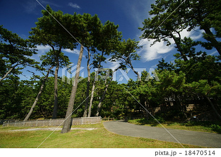 沼津御用邸の松風景 18470514