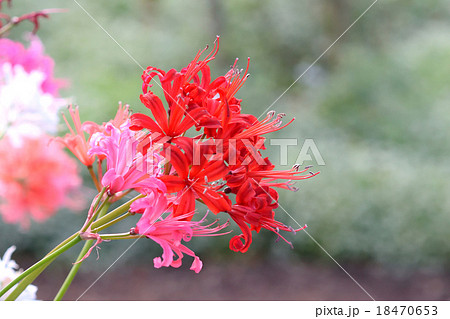 ダイヤモンドリリー 18470653