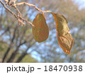 枯れ葉 18470938