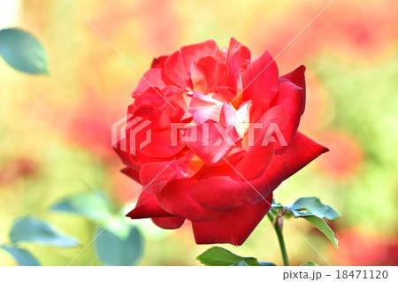 薔薇 18471120