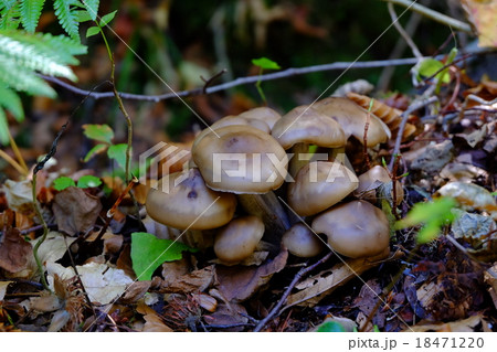 オドタケ 18471220