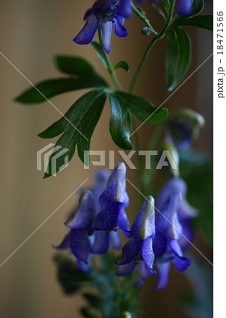 トリカブトの花 トリカブトの花 18471566