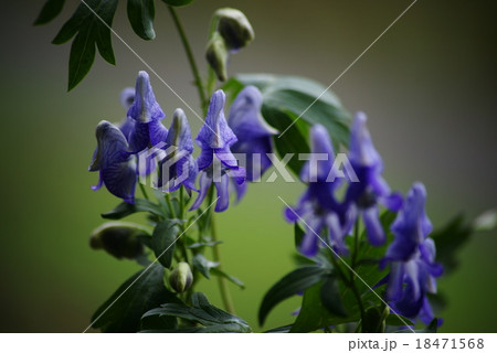 トリカブトの花 18471568