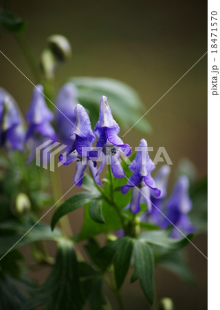 トリカブトの花 トリカブトの花 18471570