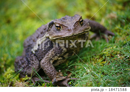 ヒキガエル 18471588