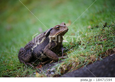 ヒキガエル 18471594