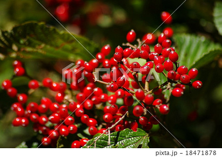 ガマズミの実 ガマズミの実 18471878