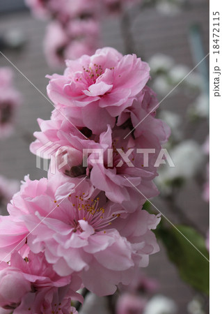 花桃照手 花桃照手 18472115