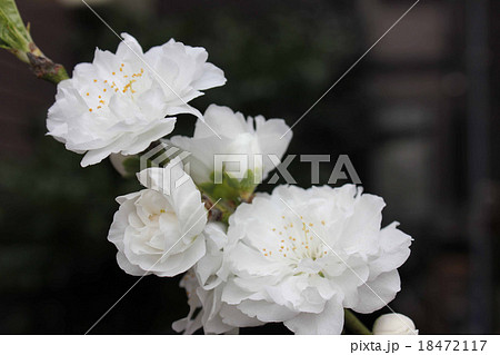 花桃照手 花桃照手 18472117