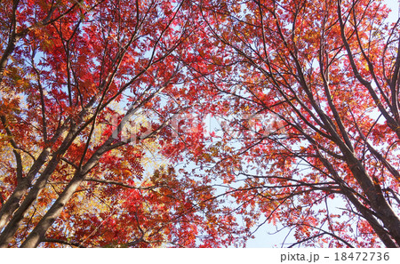 紅葉 ナナカマドの木  紅葉 ナナカマドの木  18472736