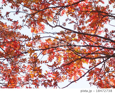 紅葉 ナナカマドの木 紅葉 ナナカマドの木 18472738