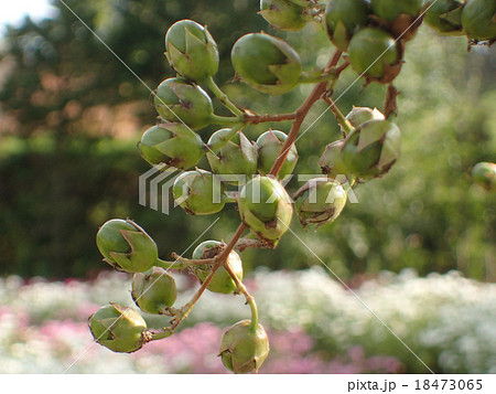 サルスベリの実 18473065