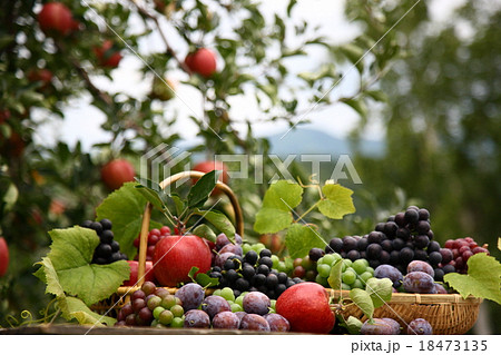 フルーツ　果実園　りんご　ぶどう　プルーン 18473135
