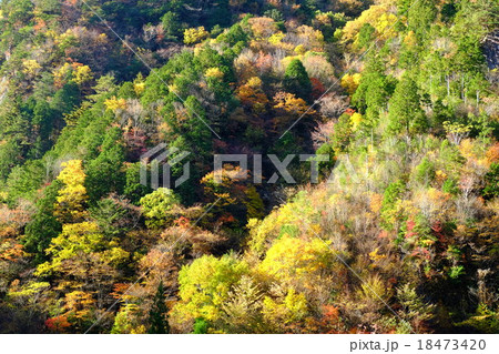 みたらい渓谷の秋（奈良県吉野郡天川村） 18473420