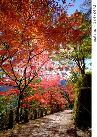 高城山の紅葉(奈良県吉野郡吉野町) 高城山の紅葉(奈良県吉野郡吉野町) 18473442