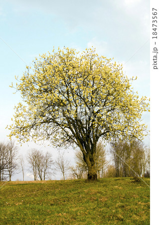 tree in summer 18473567