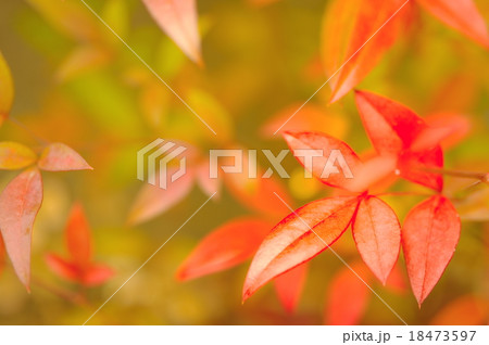 南天の紅葉 南天の紅葉 18473597