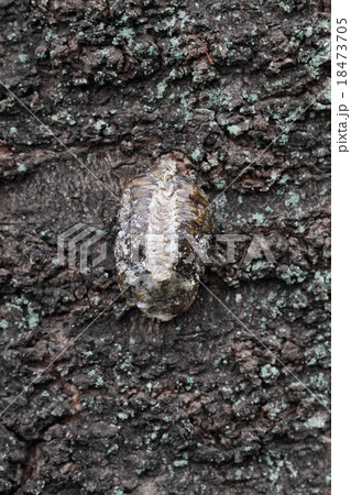 カマキリの卵 18473705