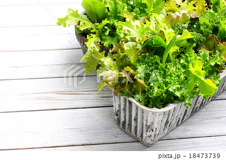 デッキに置いた　サラダ野菜のプランター 18473739