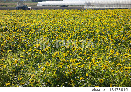 ひまわり畑　遊休農地 18473816