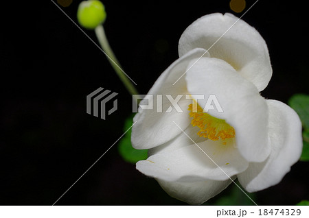 夜の秋明菊 18474329