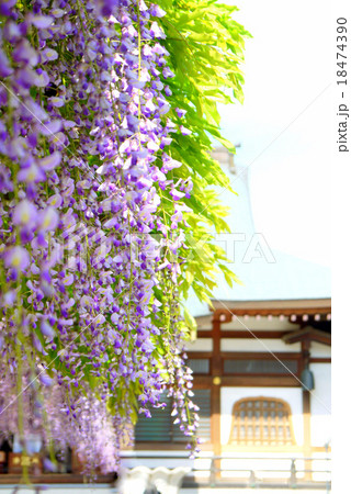 高円寺 高圓寺 の藤 5月 千葉県市川市の写真素材