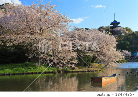 三溪園の桜 三溪園の桜 18474857