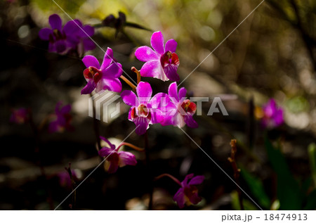 Doritis pulcherrima from rainforest of thailand 18474913