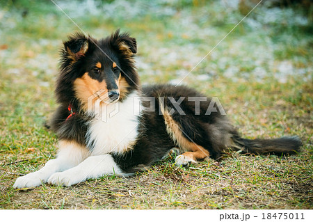 The Shetland Sheepdog, Sheltie, Collie Puppy 18475011