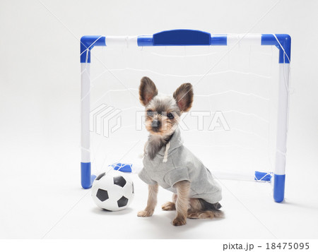 サッカーボールとヨークシャテリア 18475095