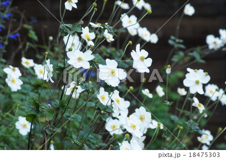 秋明菊 秋明菊 18475303