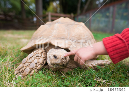 ケヅメリクガメを触る子供の手 18475362