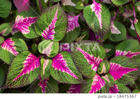 コリウス 18475367