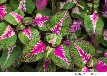 コリウス 18475368