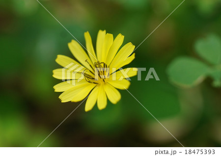 ジシバリ 18475393