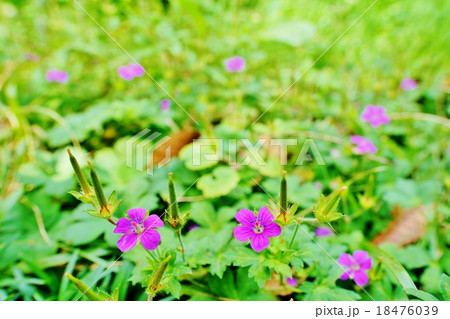 小さな花 18476039