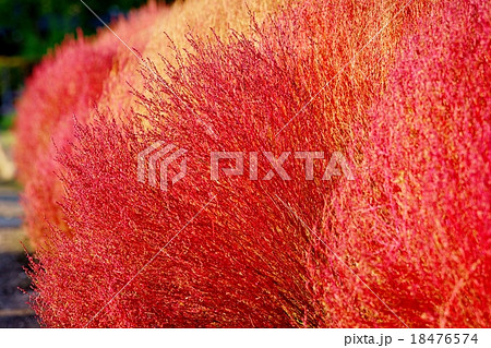 コキアの紅葉 18476574