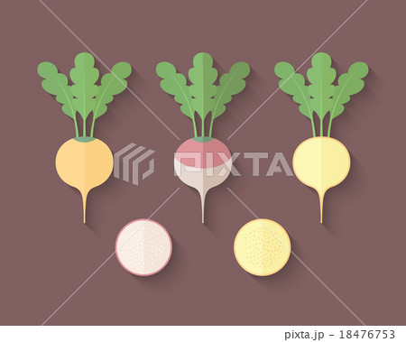 A set of Vegetables - Turnip and Rutabaga 18476753