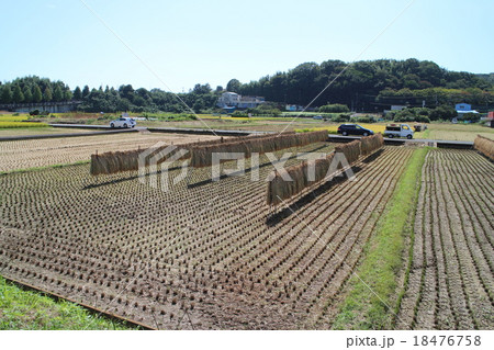 秋 日本 稲木 秋 日本 稲木 18476758