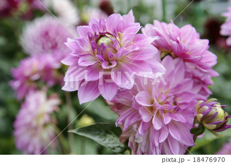 グラデーションの美しいピンクのダリア グラデーションの美しいピンクのダリア 18476970