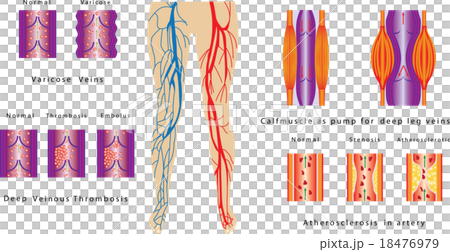 Vascular System Legs 18476979