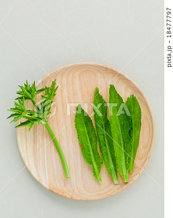 Culantro, Long coriander, Sawtooth coriander. 18477797