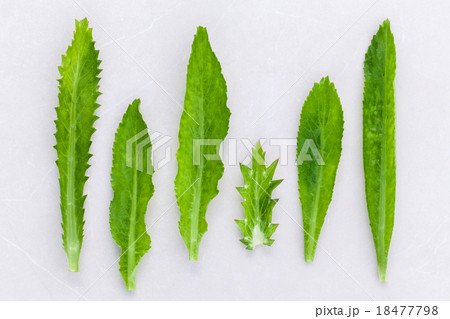 Culantro, Long coriander, Sawtooth coriander. 18477798