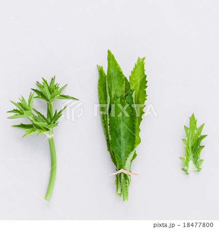 Culantro, Long coriander, Sawtooth coriander. Culantro, Long coriander, Sawtooth coriander. 18477800