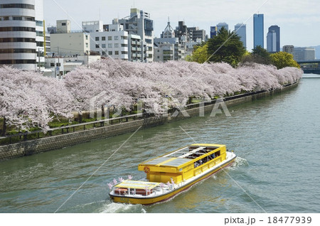 春の大川 18477939