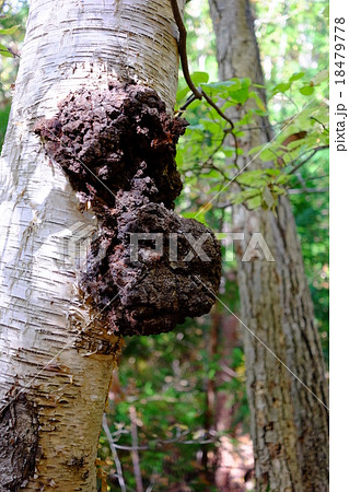 カバノアナタケ カバノアナタケ 18479778