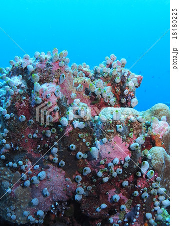 パラオのサンゴに付着する無数のホヤ パラオのサンゴに付着する無数のホヤ 18480225