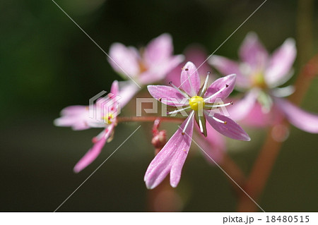 大文字草の花 18480515