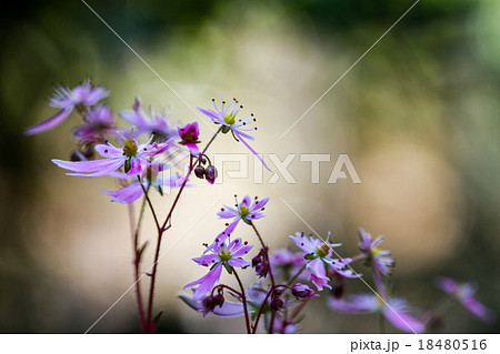 大文字草の花 18480516