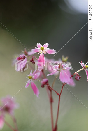大文字草の花 大文字草の花 18480520